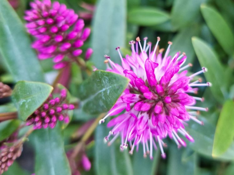 Picture of Hebe hybrida Marie Antoinette