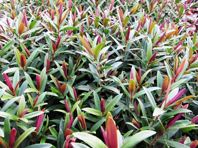 Picture of Hebe hybrida Marie Antoinette