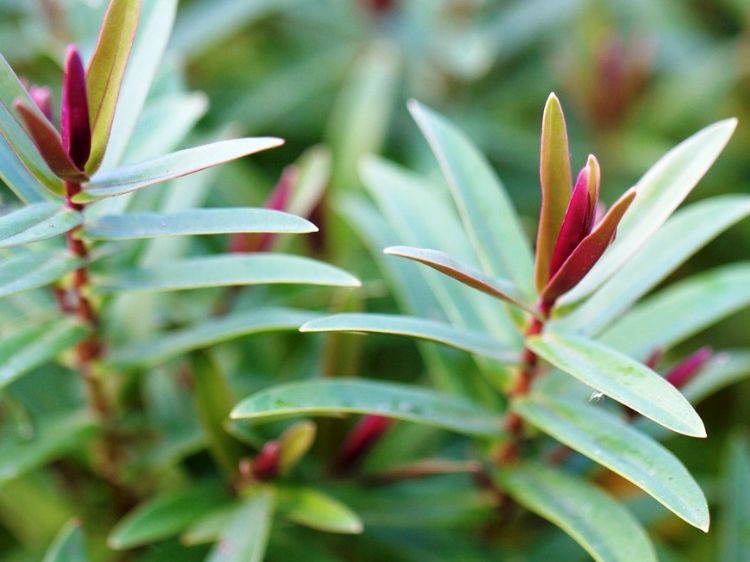 Picture of Hebe hybrida Marie Antoinette