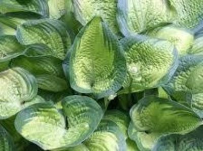 Picture of Hosta hybrida Paradigm