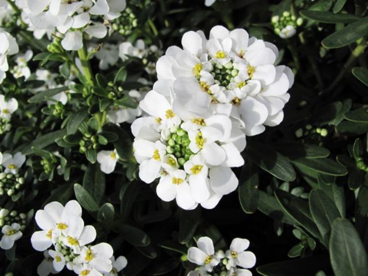 Picture of Iberis sempervirens Candy Tuft