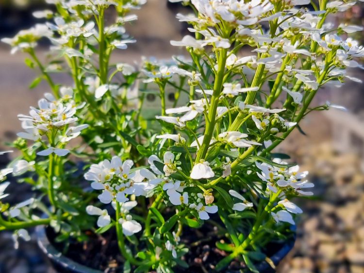 Picture of Iberis sempervirens Candy Tuft