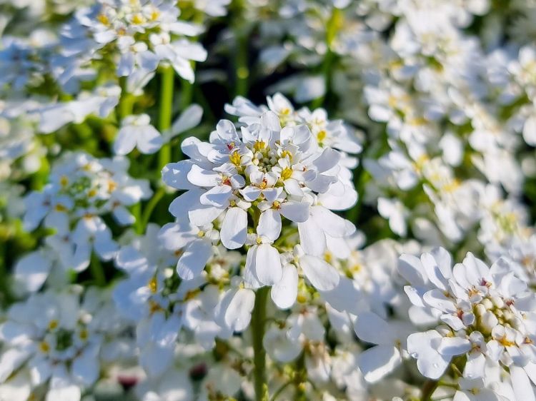 Picture of Iberis sempervirens Candy Tuft