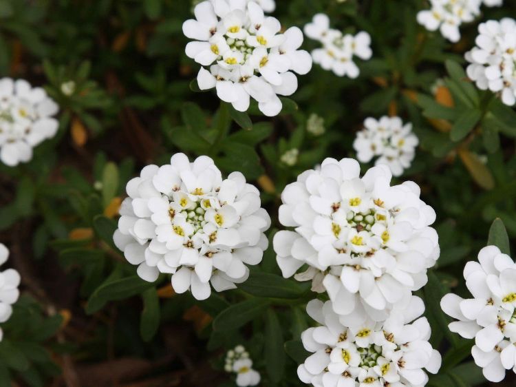 Picture of Iberis sempervirens Candy Tuft