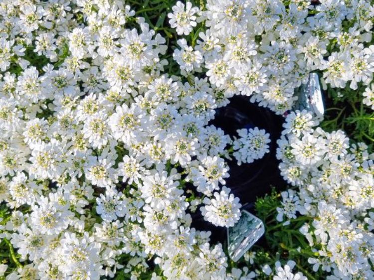 Picture of Iberis sempervirens Candy Tuft