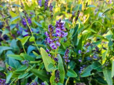 Picture of Hardenbergia violacea Bliss