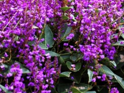 Picture of Hardenbergia violacea Sea Of Purple