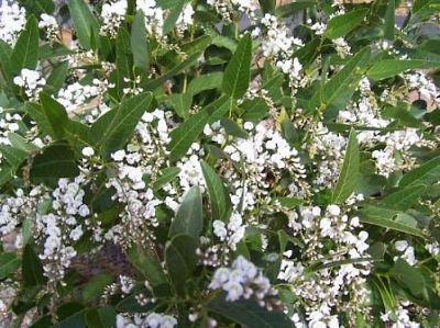 Picture of Hardenbergia violacea White Wren