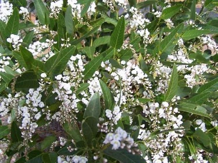 Picture of Hardenbergia violacea White Wren