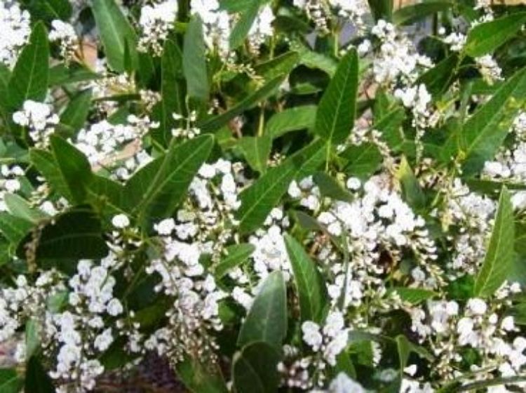 Picture of Hardenbergia violacea Alba