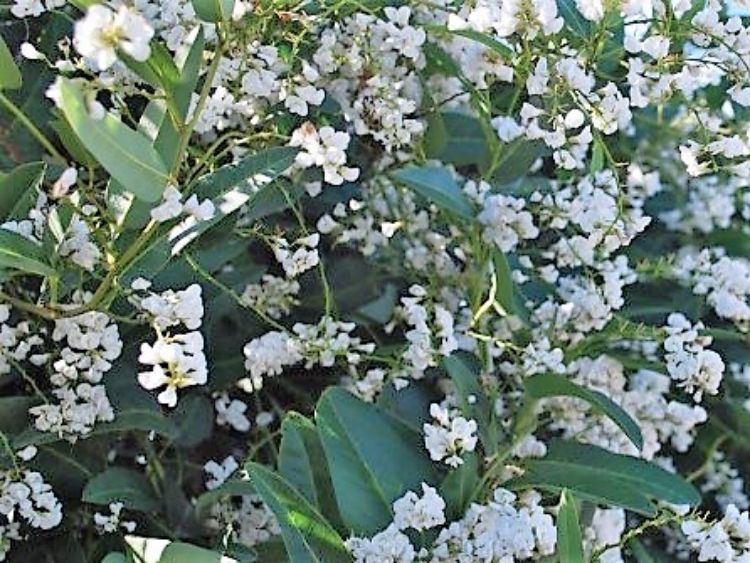 Picture of Hardenbergia violacea Edna Walling Snow White