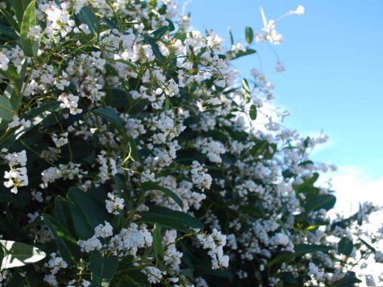 Picture of Hardenbergia violacea Edna Walling Snow White