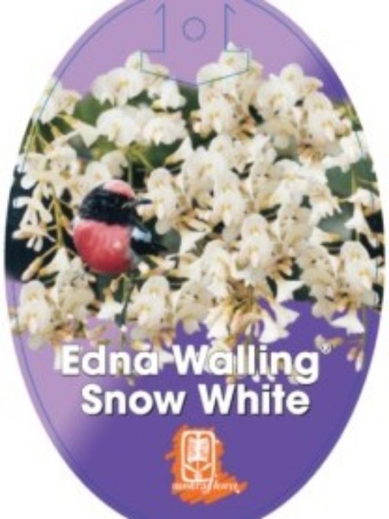 Picture of Hardenbergia violacea Edna Walling Snow White