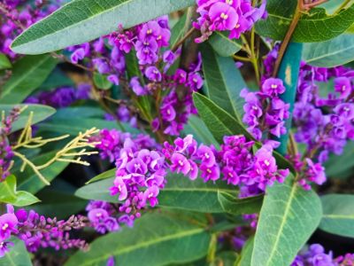 Picture of Hardenbergia violacea