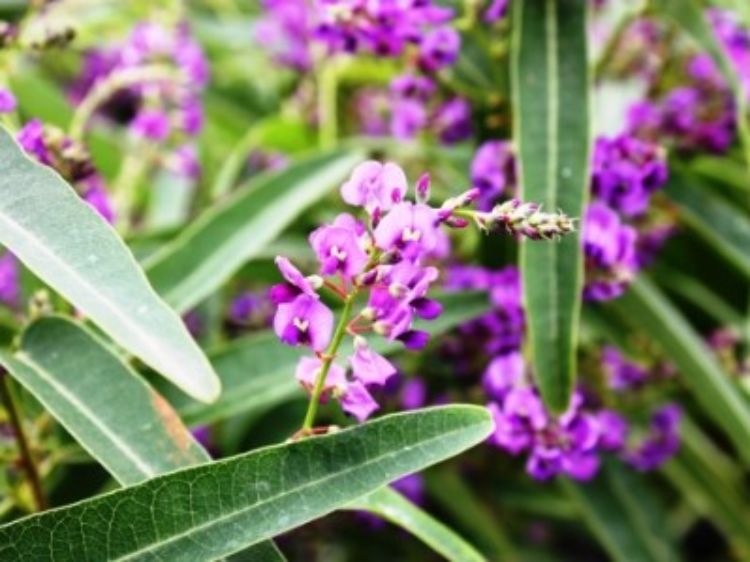 Hardenbergia violacea Meema PBR. Common name - False Sarsaparilla, Purple Coral Pea, Happy Wanderer, Native Wisteria, HB1