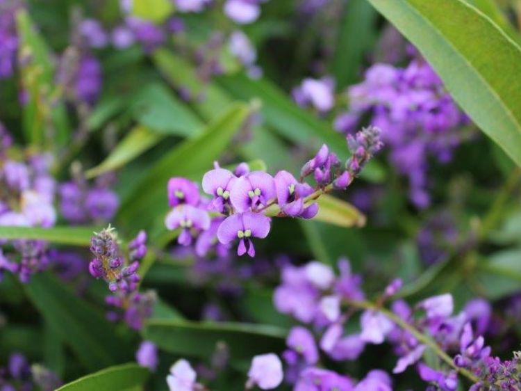 Hardenbergia violacea Meema PBR. Common name - False Sarsaparilla, Purple Coral Pea, Happy Wanderer, Native Wisteria, HB1