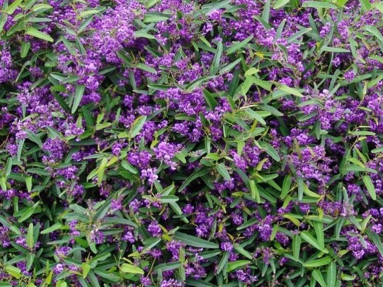 Hardenbergia violacea Meema PBR. Common name - False Sarsaparilla, Purple Coral Pea, Happy Wanderer, Native Wisteria, HB1