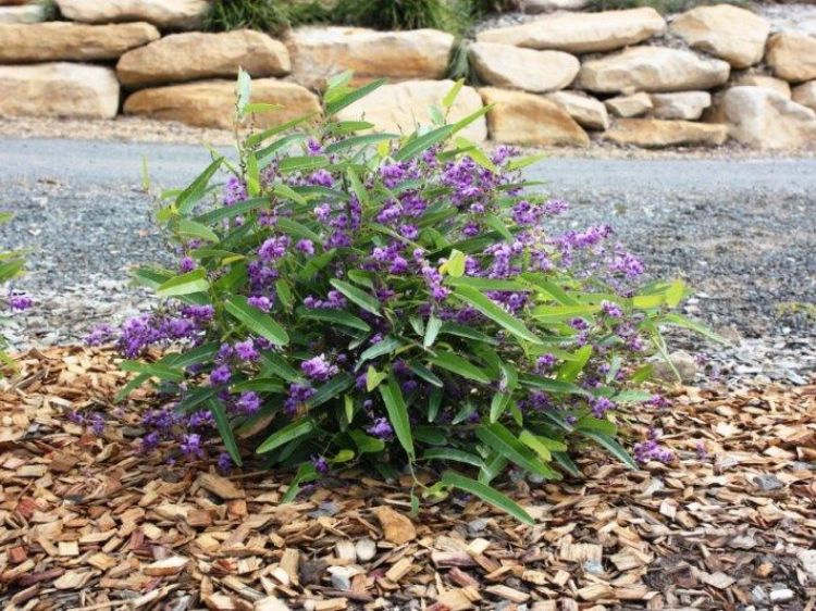Hardenbergia violacea Meema PBR. Common name - False Sarsaparilla, Purple Coral Pea, Happy Wanderer, Native Wisteria, HB1