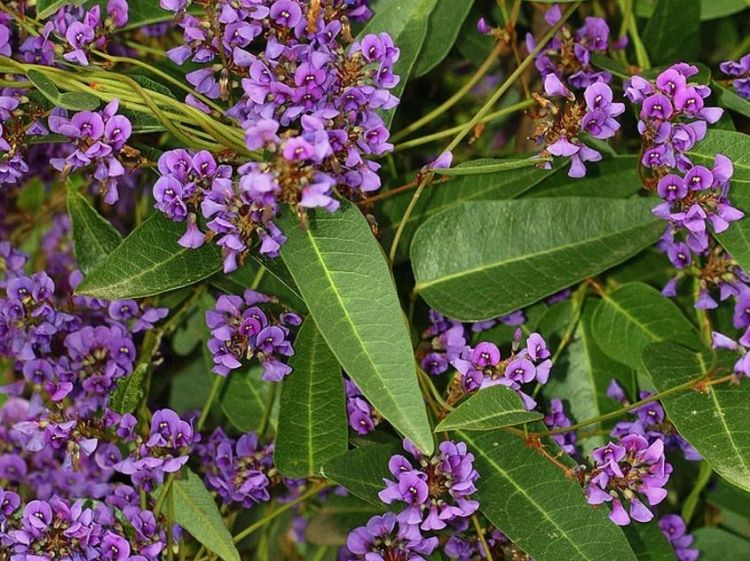 Picture of Hardenbergia violacea Purple Falls