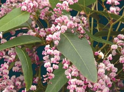 Picture of Hardenbergia violacea Pink Spray