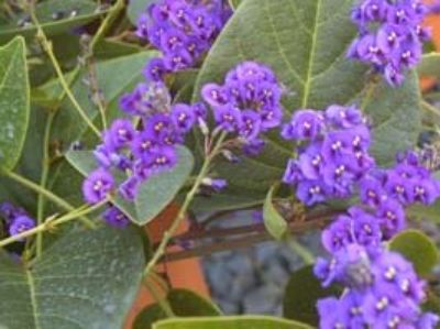 Picture of Hardenbergia violacea Sweet Heart