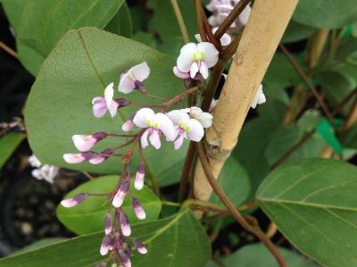 Picture of Hardenbergia violacea Bushy Pink