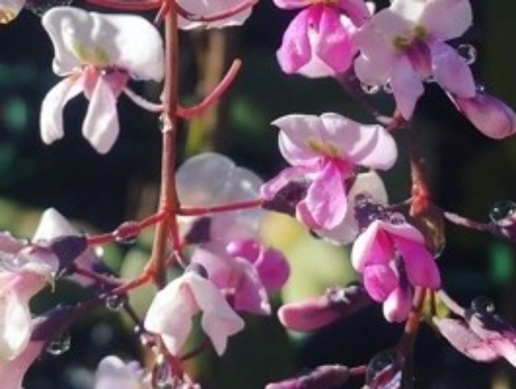 Picture of Hardenbergia violacea Bushy Pink