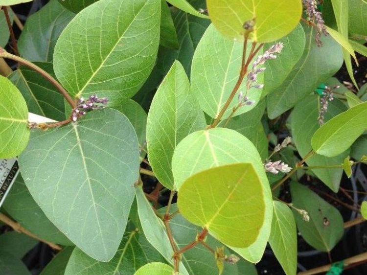 Picture of Hardenbergia violacea Bushy Pink