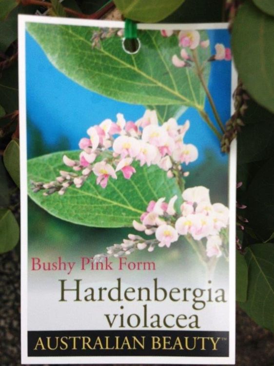 Picture of Hardenbergia violacea Bushy Pink