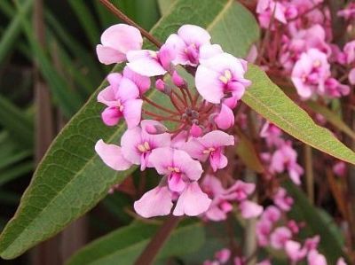 Picture of Hardenbergia violacea Candy Wrapper