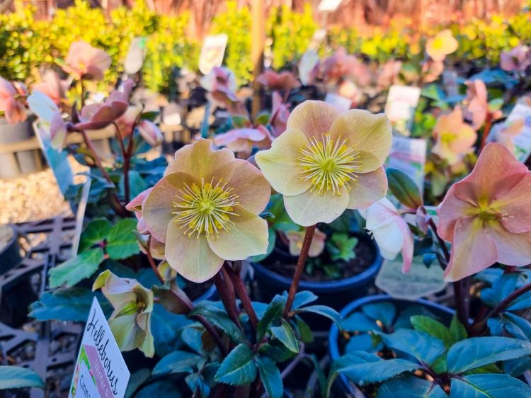 Picture of Helleborus ballardiae HGC Cinnamon Snow