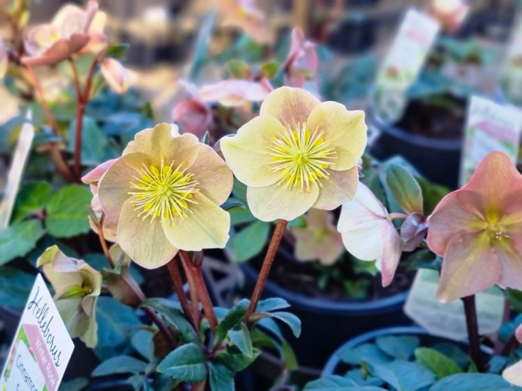 Picture of Helleborus ballardiae HGC Cinnamon Snow