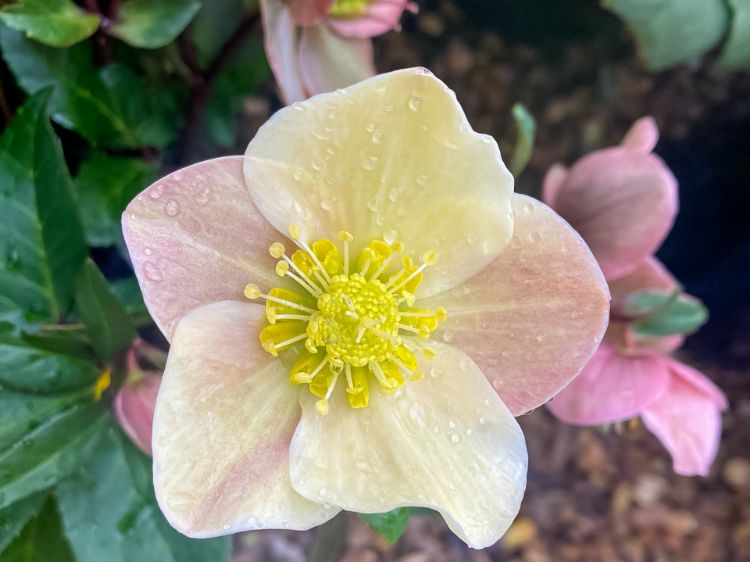 Picture of Helleborus ballardiae HGC Cinnamon Snow