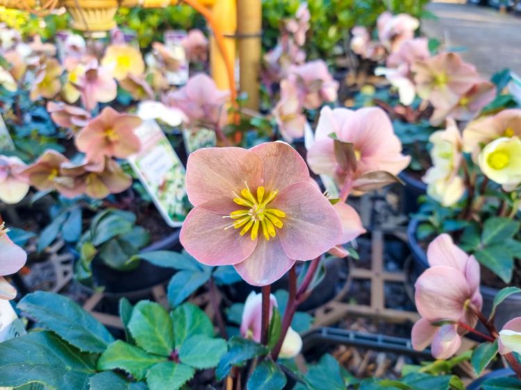 Picture of Helleborus ballardiae HGC Cinnamon Snow