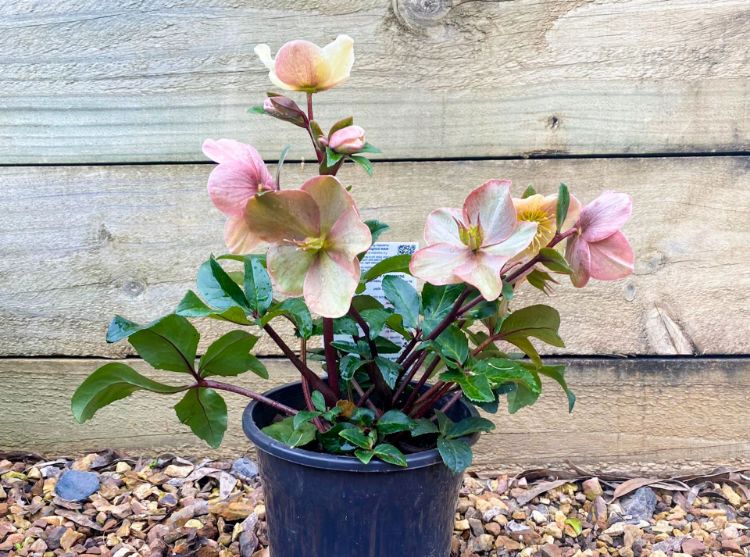 Picture of Helleborus ballardiae HGC Cinnamon Snow