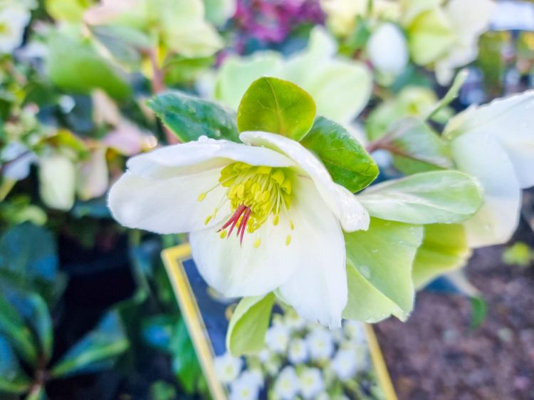 Picture of Helleborus glandorfensis HGC Ice N Roses White
