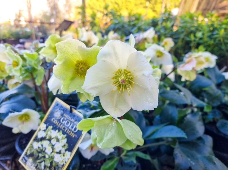 Picture of Helleborus glandorfensis HGC Ice N Roses White