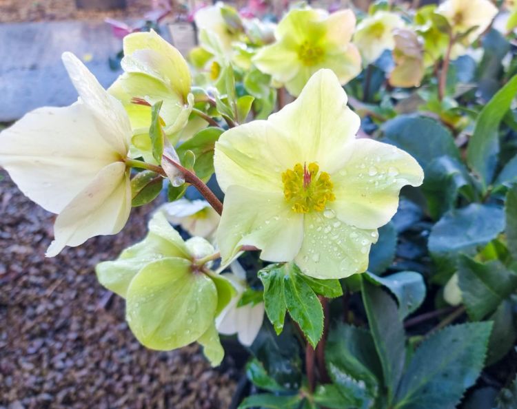 Picture of Helleborus glandorfensis HGC Ice N Roses White