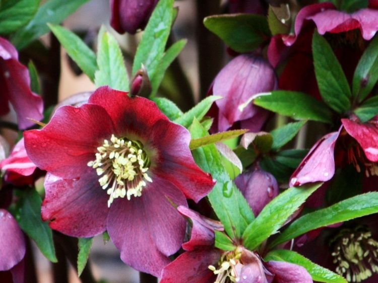 Picture of Helleborus hybrida Burgundy