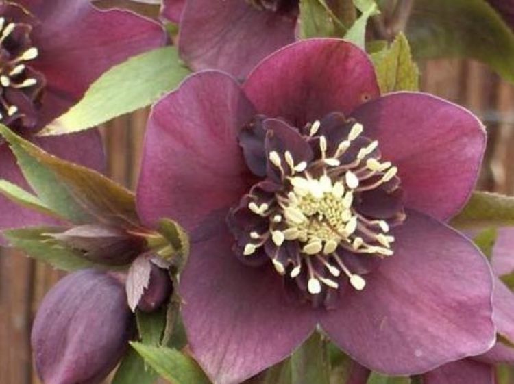 Picture of Helleborus hybrida Burgundy