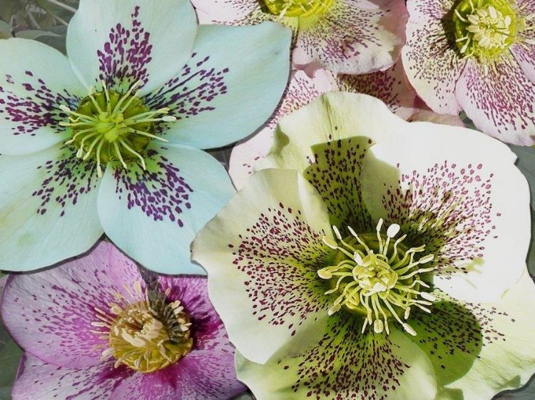 Picture of Helleborus hybrida Court Ladies