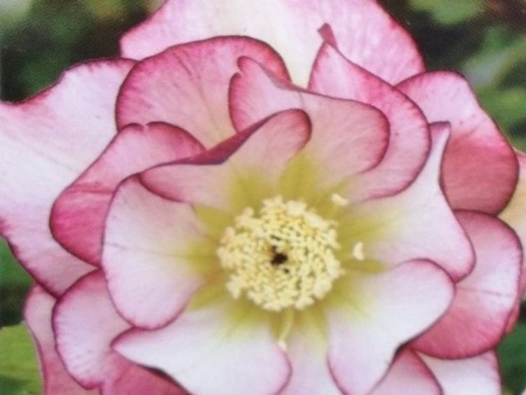 Picture of Helleborus hybrida Strawberries And Cream