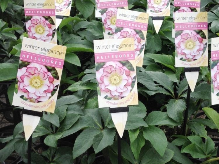 Picture of Helleborus hybrida Strawberries And Cream