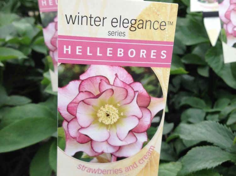 Picture of Helleborus hybrida Strawberries And Cream
