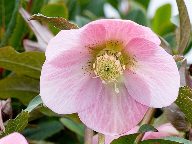 Picture of Helleborus hybrida Shell Pink