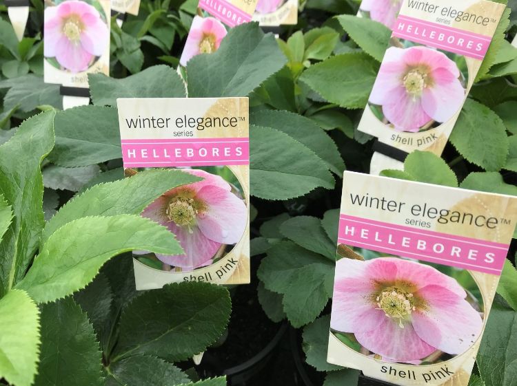 Picture of Helleborus hybrida Shell Pink
