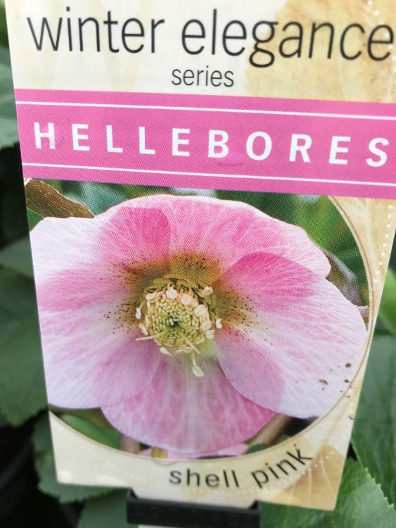 Picture of Helleborus hybrida Shell Pink