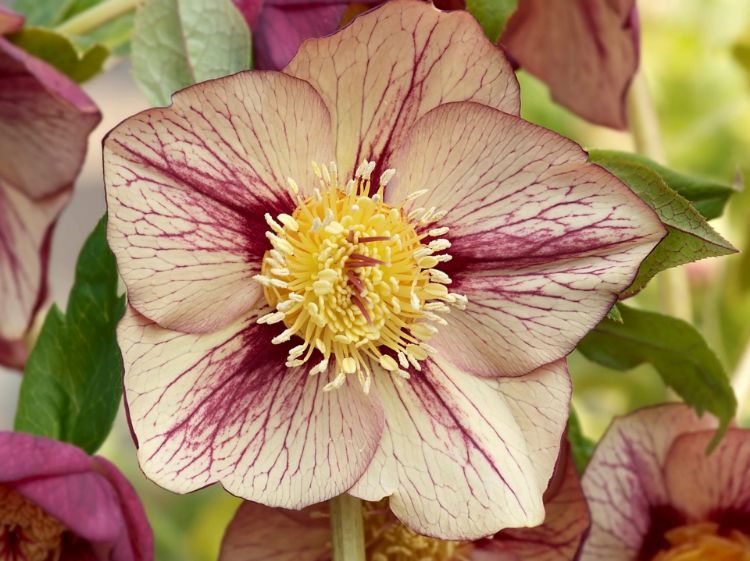 Picture of Helleborus hybrida Yellow Picotee
