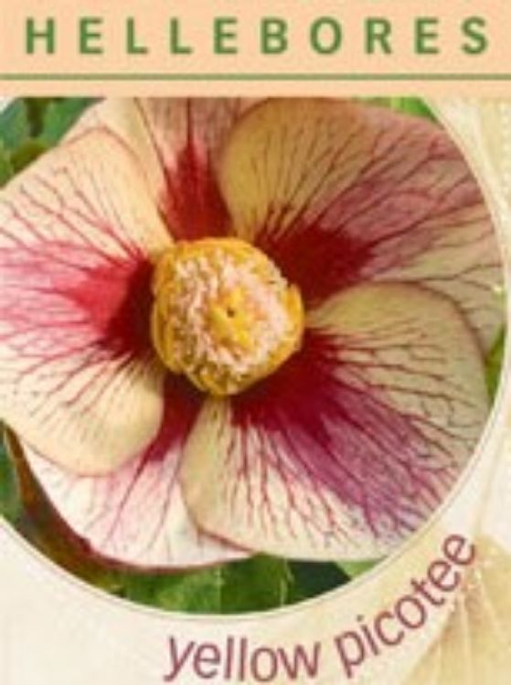 Picture of Helleborus hybrida Yellow Picotee