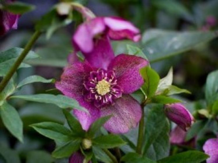 Picture of Helleborus hybrida Tutu PBR